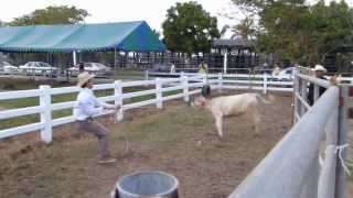 สาธิตการโยนบ่วงบาศคล้องวัวและล้มวัว ในงาน Extreme Cowboy Games 2013