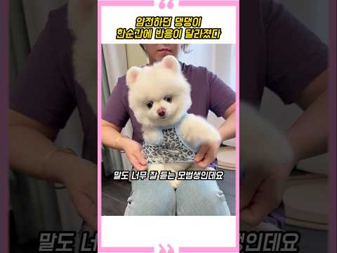 얌전하던 댕댕이 한순간에 반응이 달라졌다