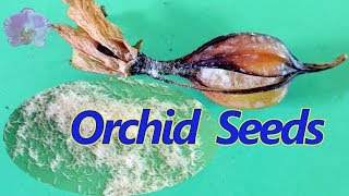 Orchid Seeds, Easy method for home grower to grow orchids from seed.