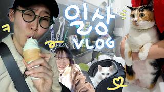 고양이들 병원 갔다가 맥날 드라이브스루 도전한 하루ㅋ