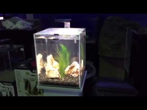 The new Aquael Shrimp tank with LED on display at Majestic Aquariums!