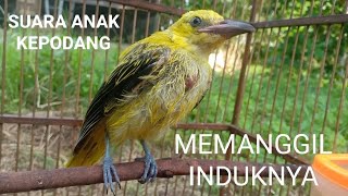 Download lagu SUARA ANAK KEPODANG MEMANGGIL INDUKNYA mp3 Download lagu SUARA ANAK KEPODANG MEMANGGIL INDUKNYA mp3