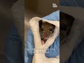 Rescued Mouse Is Miraculously Brought Back To Life Wildlife Shorts