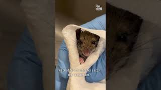 Rescued Mouse is Miraculously Brought Back to Life! #Wildlife #Shorts