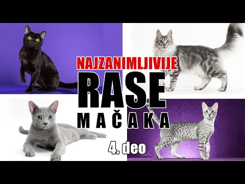 4 zanimljivih rasa mačaka - četvrti deo (ENG subtitle included)