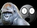 Silverback Gorilla Foils Bike Thief!