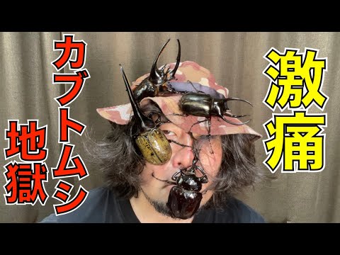 カブトムシに噛まれますか?