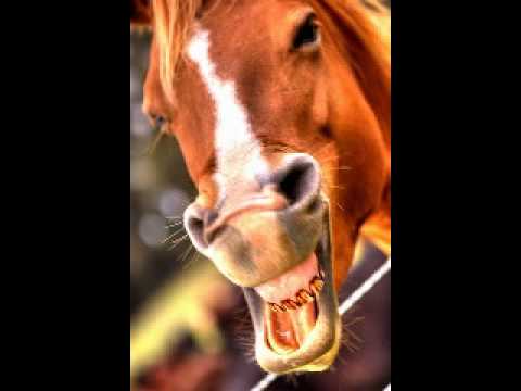 Marius Dragomir - Un tigan avea o iapa