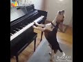 A Dog Playing Instrument