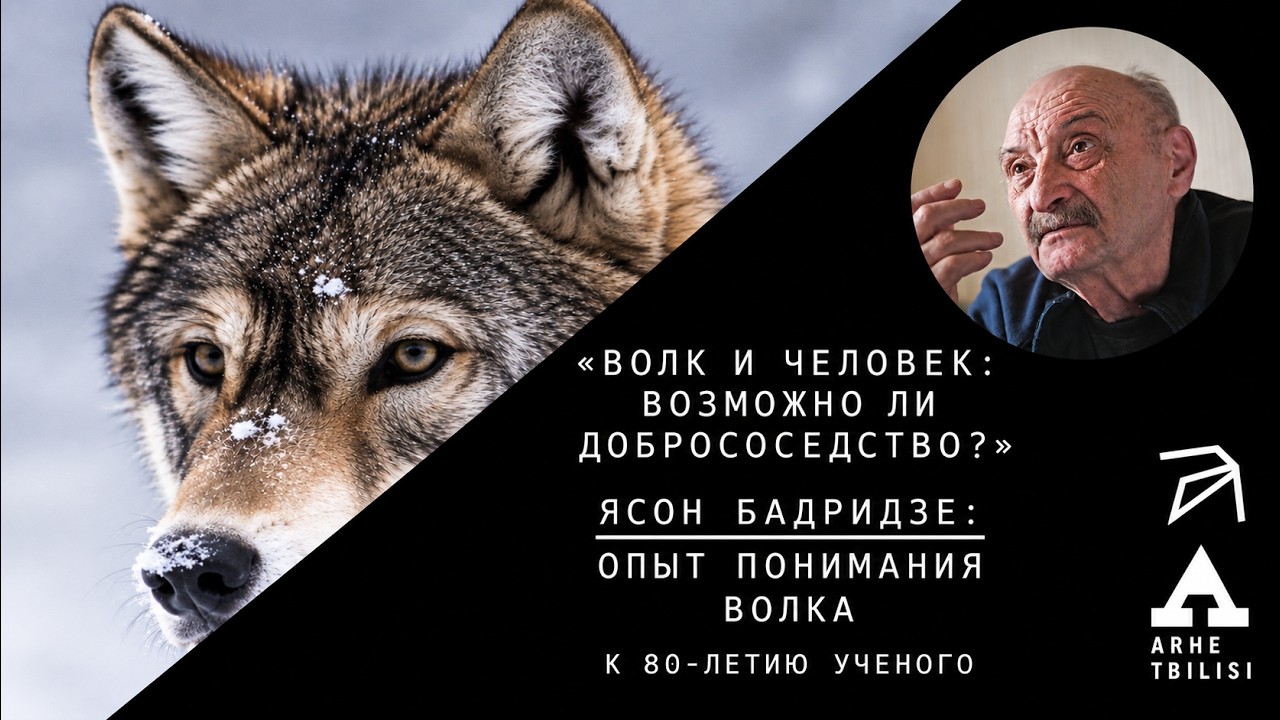 Алексей Верещагин, Ясон Бадридзе: Волк и человек. Возможно ли добрососедство