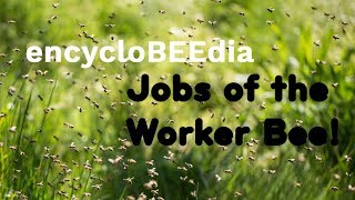 Jobs of the Worker Bee! encycloBEEdia