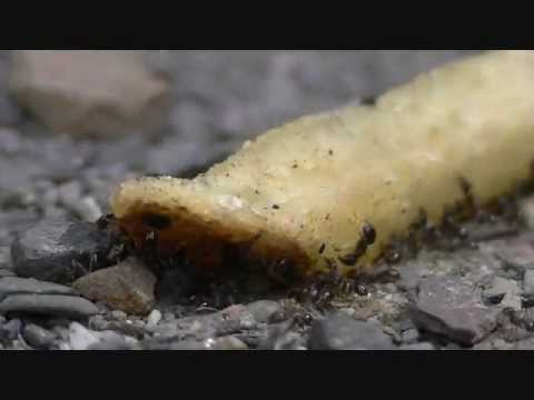 FRANK ZAPPA -- CHUNGA'S REVENGE (TRANCE FUSION VERSION)