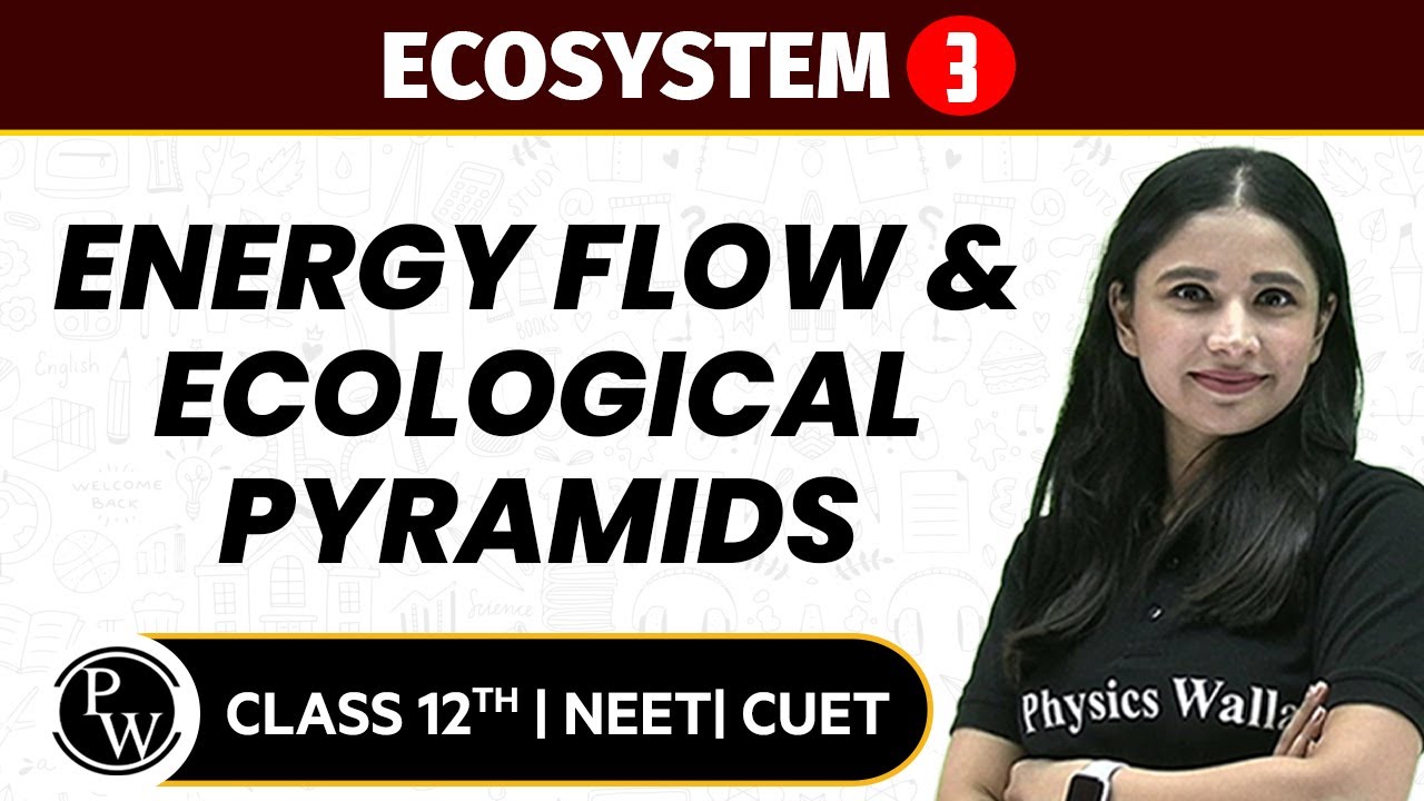 Ecosystem 03 | Energy Flow & Ecological Pyramids | Pure English | 12th / NEET/CUET