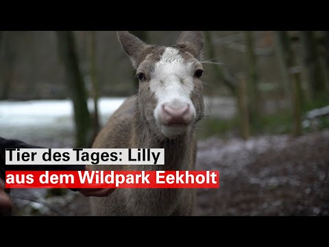 Tier des Tages: Lilly, das Blesswild aus dem Wildpark Eekholt