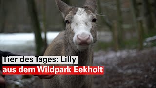 Tier des Tages: Lilly, das Blesswild aus dem Wildpark Eekholt