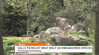 Gray Wolf Endangered Species 080521