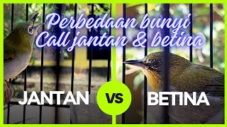 Download lagu Perbedaan bunyi pleci call  jantan dan pleci call betina mp3