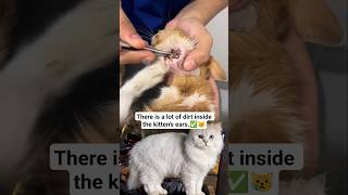 There is a lot of dirt inside the kitten ears.#KittenCare #CatCare #PetCare #KittenHealth #CatHealth
