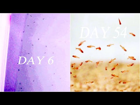 How I Bred and Raised 100 Ember Tetras