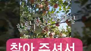 preview picture of video '경북 영주 풍기에서 안심명품사과를 재배하고 있는 남향농원'