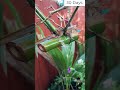 Grow Bamboo from cuttings #bamboo #plants #cuttings