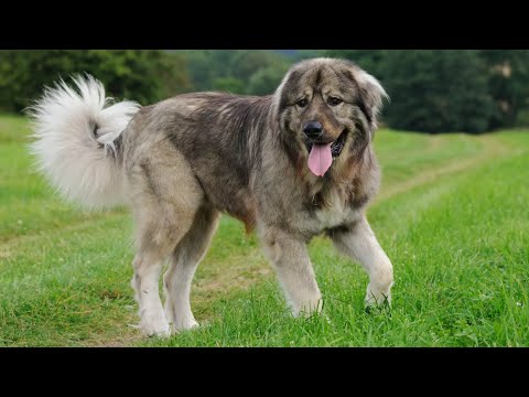 Šarplaninac | Bred To Defend