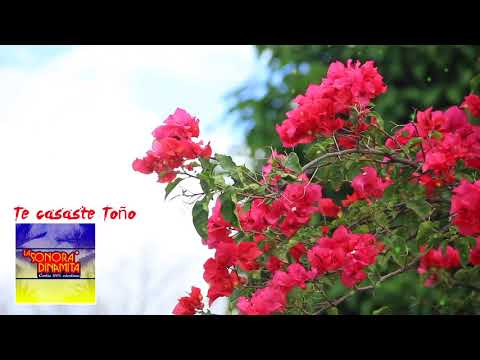 Te Casaste Toño - La Sonora Dinamita (Audio) | Discos Fuentes