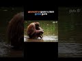 Baby Orangutan First Bath Cute Moment Animal Love AI