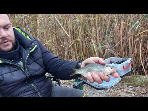 Pecanje bodorke na kanalu u Rumenci