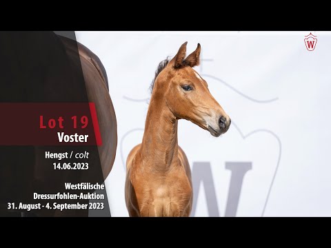 Dressurfohlen-Auktion Lot 19 Voster Hengst v.Vitalis - Fürstenball
