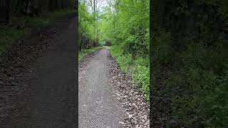 Walk in the woods