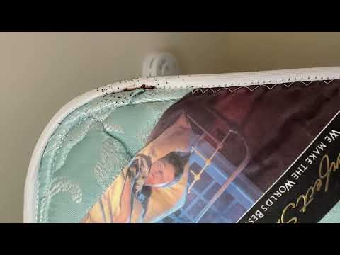 Chair & Mattress Loaded with Bed Bugs in Lincroft, NJ