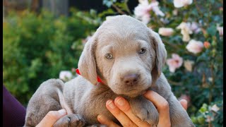 Video preview image #1 Labrador Retriever Puppy For Sale in NARVON, PA, USA