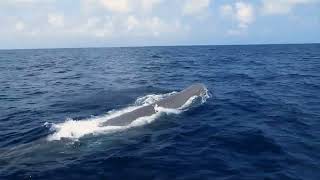 Série Candidature UNESCO - Épisode 8 : Locmariaquer, la presqu’île des géants