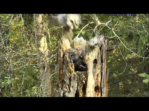 Slo Motion Vole Delivery May 4 GGOW