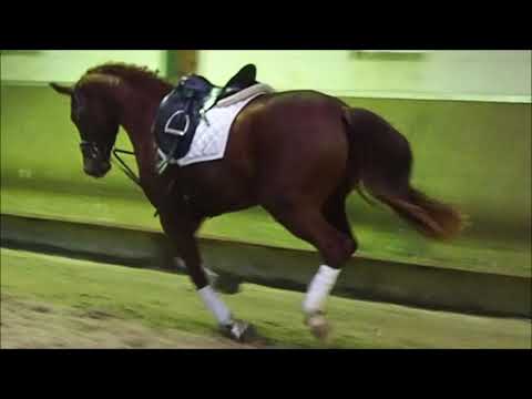 3j Stute v. Vitalis x De Niro