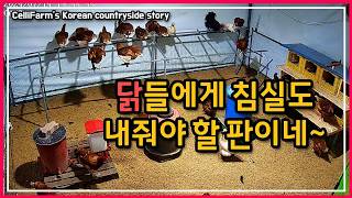 장마철 닭장이 열악해 보여서 내 작업장까지 내어 줬어요 이러다 침실도 줘야 하는 것은 아니겠지 첼리팜 시골이…