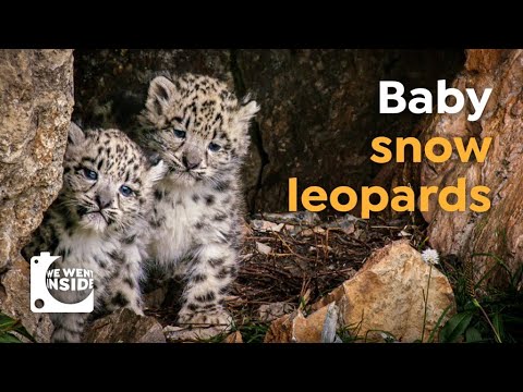 We Went Inside a Snow Leopard Den I Cute Cubs in the Himalayas