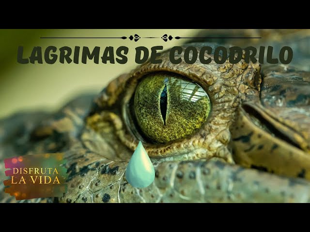 Vídeo relacionado con Lágrimas de cocodrilo: 79 (Ala Delta - Serie roja)