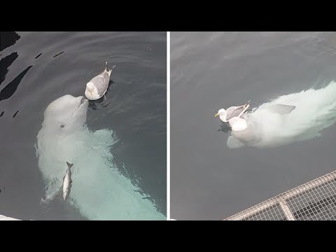 Uma Estranha Amizade entre Uma Beluga e uma Gaivota