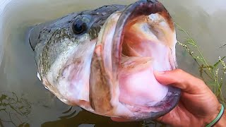 BASS OF A LIFETIME in a CITY POND?! (INSANE)