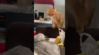 面白い猫ちゃん#にゃんこ #子猫 #猫との暮らし #ペット動画 #癒し動物 #もふもふ猫 #かわいい猫