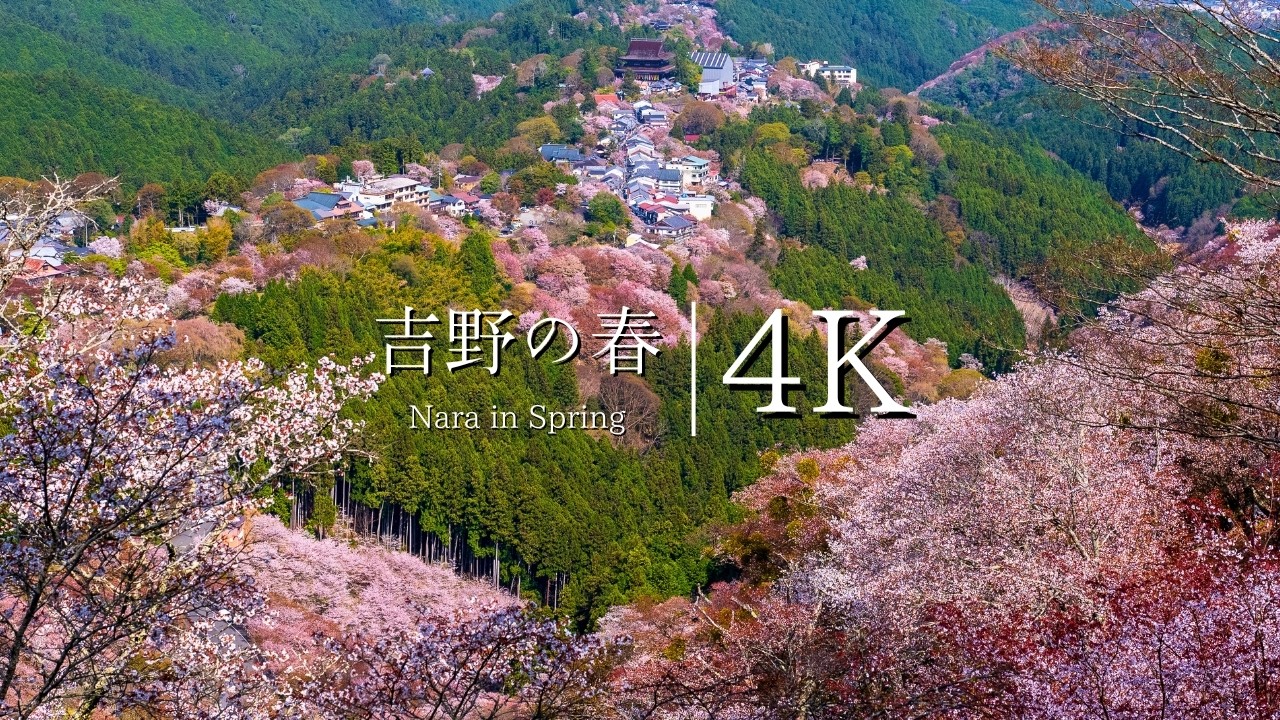 【桜の聖地】吉野山4段桜巡礼｜下千本〜奥千本を歩き尽くす春の絶景旅 4K