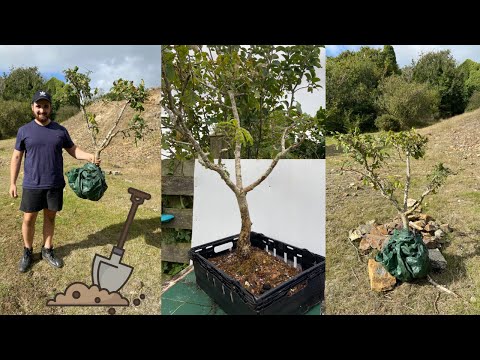 Autumn VS Spring Yamadori / Oak Bonsai