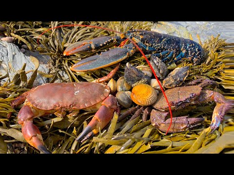 download lagu mp3 mp4 Lobster For Sale Uk, download lagu Lobster For Sale Uk gratis, unduh video klip Lobster For Sale Uk