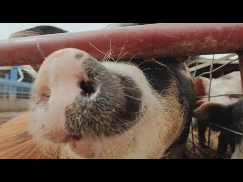 Biotech Firm plans to raise genetically modified pigs for organ ...