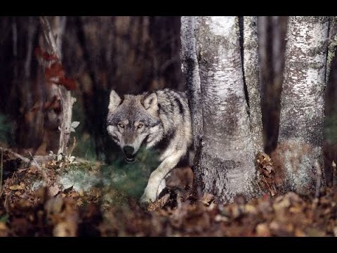 A venit un lup din crang, de George Cosbuc