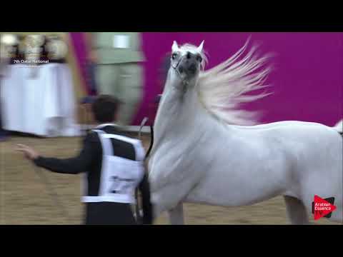 N.277 LAMMAH AL NAIF - 2019 Qatar Individuals - Stallions 4 to 6 Years Old (Class 10B) .mp4