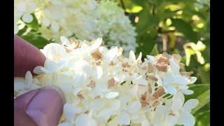 Extreme Summer Heat Garden Tour