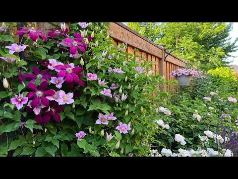Garden Tour (unscripted): David Austin Roses, Hydrangeas, Clematis + more blooming in Late June 2022